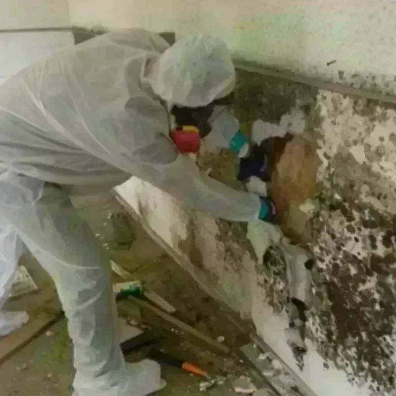 Mold Remediation and Removal in Donald, OR